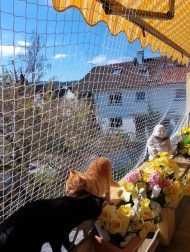 Cat Safety Net by the m² (Custom-Made) | Safetynet365