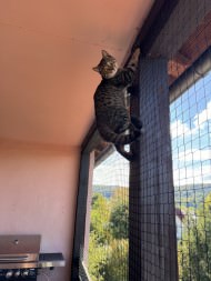 Cat Safety Net by the m² (Custom-Made) | Safetynet365