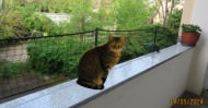 Cat Safety Net by the m² (Custom-Made) | Safetynet365