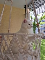 Cat Safety Net by the m² (Custom-Made) | Safetynet365