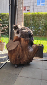 Cat Safety Net by the m² (Custom-Made) | Safetynet365
