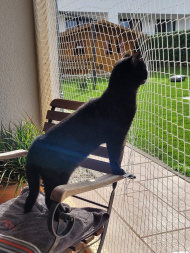 Cat Safety Net by the m² (Custom-Made) | Safetynet365