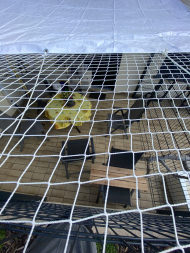 Cat Safety Net by the m² (Custom-Made) | Safetynet365