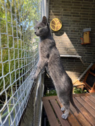 Cat Net by the m² (Made to Measure) | Safetynet365