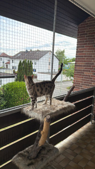 Cat Net by the m² (Made to Measure) | Safetynet365