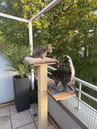 Cat Net by the m² (Made to Measure) | Safetynet365