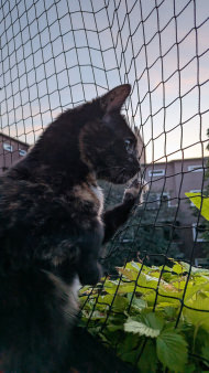 Cat Net by the m² (Made to Measure) | Safetynet365