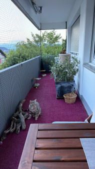 Cat Net by the m² (Made to Measure) | Safetynet365