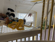 Safety Net by the m² (Made to Measure) 1.5/30 mm | Safetynet365