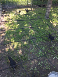 Poultry Net by the m² (Made to Measure), Black | Safetynet365