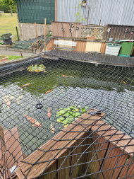 Pond Covering Net by the m² (Custom-Made) | Safetynet365