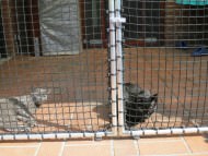 Extra Strong Cat Safety Net, Custom-Made | Safetynet365