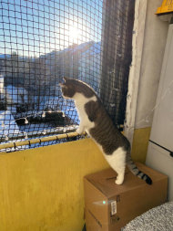 Extra Strong Cat Safety Net, Custom-Made | Safetynet365