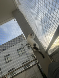 Extra Strong Cat Safety Net, Custom-Made | Safetynet365