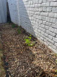 Climbing Plant Net by the m² (Trellis Netting), Black | Safetynet365