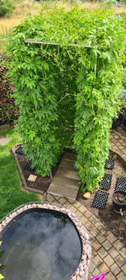 Climbing Plant Net by the m² (Trellis Netting), Black | Safetynet365