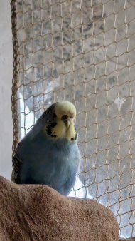 Safety Net Made to Measure (by the m²) 1.0/20 mm | Safetynet365