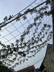 Facade Net/Ivy Net by the m² (Custom-Made) | Safetynet365