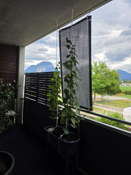 Privacy Netting - 50% - by the m² (Custom-Made) | Safetynet365