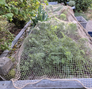 Close-Meshed Bird Net with Border (Made to Measure) | Safetynet365