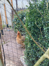 Poultry Net for chicken pens, Custom-Made, Black | Safetynet365