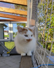 Aviary Net by the m² (Custom-Made), black | Safetynet365