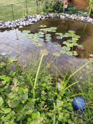 Heron Protection Net by the m² (Custom-Made), black | Safetynet365