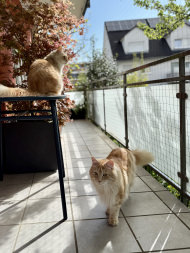 Safety Net by the m² (Made to Measure) 1.0/50 mm | Safetynet365