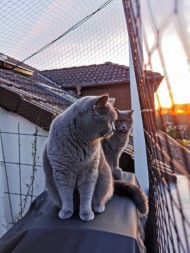 Cat Safety Net by the m² (Custom-Made) | Safetynet365