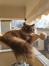 Cat Safety Net by the m² (Custom-Made) | Safetynet365