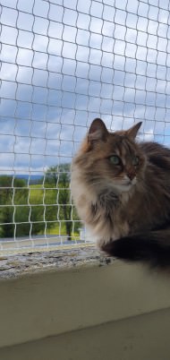 Cat Safety Net by the m² (Custom-Made) | Safetynet365