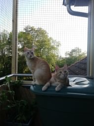 Cat Safety Net by the m² (Custom-Made) | Safetynet365