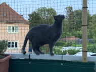 Cat Safety Net by the m² (Custom-Made) | Safetynet365