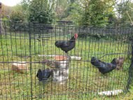 Poultry Net for chicken pens, Custom-Made, Black | Safetynet365