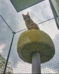 Cat Safety Net by the m² (Custom-Made) | Safetynet365