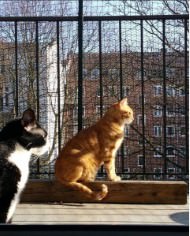 Cat Safety Net by the m² (Custom-Made) | Safetynet365