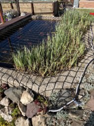 Pond Covering Net by the m² (Custom-Made) | Safetynet365