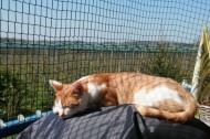 Cat Safety Net by the m² (Custom-Made) | Safetynet365