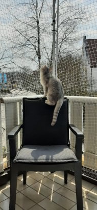 Cat Safety Net by the m² (Custom-Made) | Safetynet365