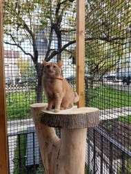 Extra Strong Cat Safety Net, Custom-Made | Safetynet365