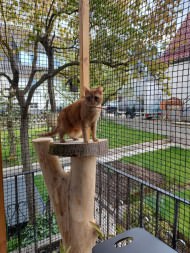 Extra Strong Cat Safety Net, Custom-Made | Safetynet365