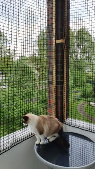 Extra Strong Cat Safety Net, Custom-Made | Safetynet365