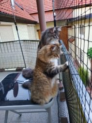 Cat Safety Net by the m² (Custom-Made) | Safetynet365