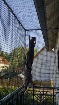 Cat Safety Net by the m² (Custom-Made) | Safetynet365