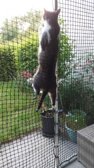 Extra Strong Cat Safety Net, Custom-Made | Safetynet365