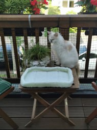 Cat Safety Net by the m² (Custom-Made) | Safetynet365