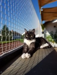 Cat Safety Net by the m² (Custom-Made) | Safetynet365