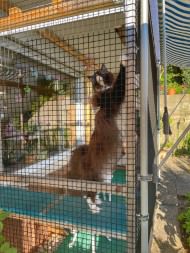 Extra Strong Cat Safety Net, Custom-Made | Safetynet365