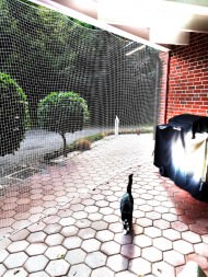 Cat Safety Net by the m² (Custom-Made) | Safetynet365