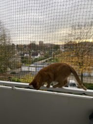 Cat Safety Net by the m² (Custom-Made) | Safetynet365